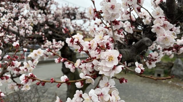 スペインからのお客様